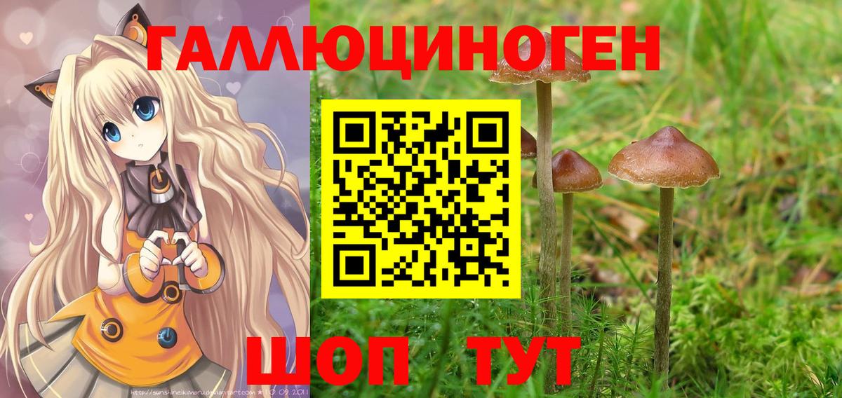 Псилоцибиновые грибы Cubensis Кропоткин